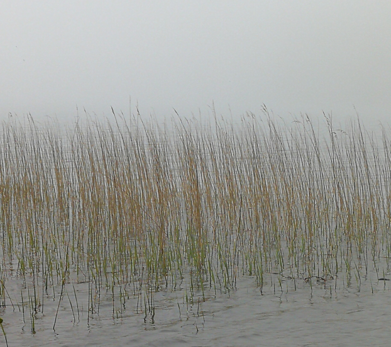 Siv i tåge Hammersøen 1